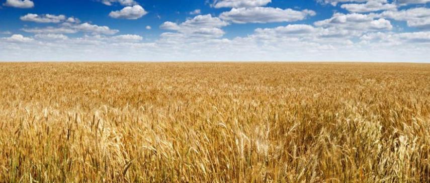 Picture of a Field of Wheat